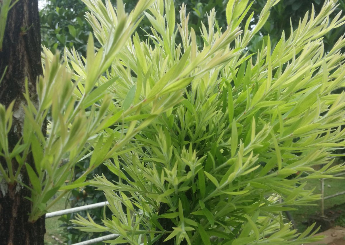 Lakmal (@jaya8lak) on Twitter photo 