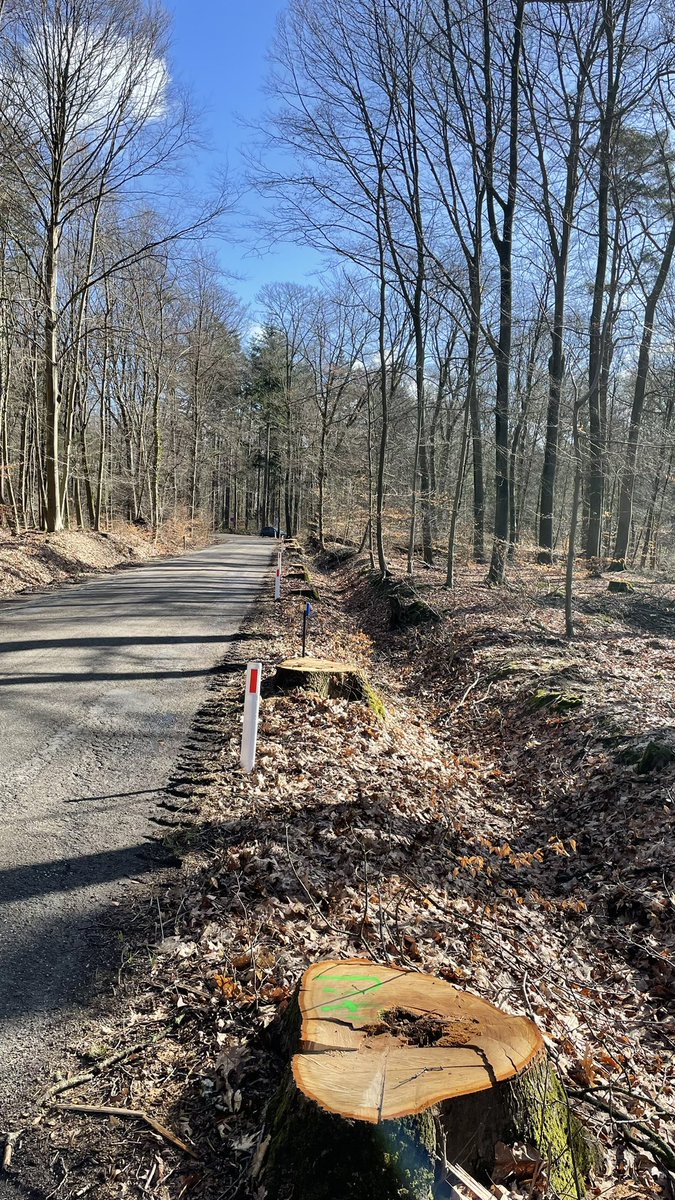 monasso's tweet photo. In Winterswijk kappen ze 100 jarige beuken langs wat eens een van de mooiste wegen in dit gebied was. Echt een schande. https://t.co/ZbxIkOL477