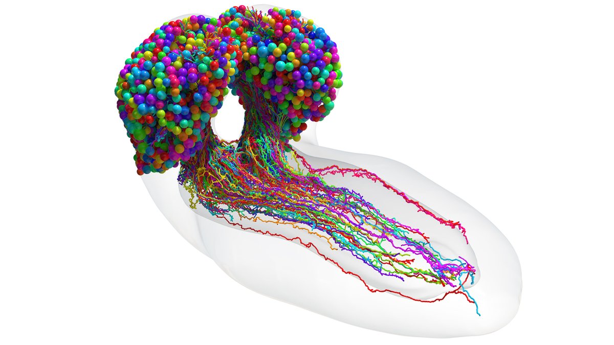 Researchers have built a nerve cell “connectivity map” of a larval fruit fly brain. It’s the most complex whole brain wiring diagram yet made.
sciencenews.org/article/brain-…