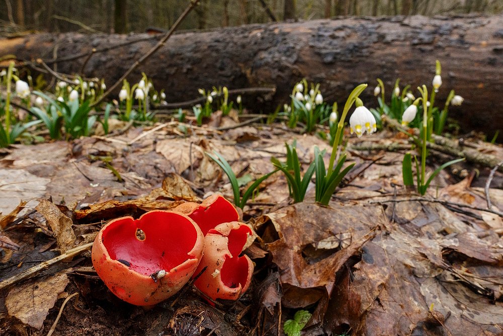 Přichází jaro do krkonošských lesů submontánního stupně. Takhle se sešli ve Sklenářovicích bledule jarní (Leucvojum vernum) a ohnivec šarlatový (Sarcoscypha coccinea).
Foto Kamila Antošová
#LesyKrkonos #HoubyKrkonos #FloraKrkonos