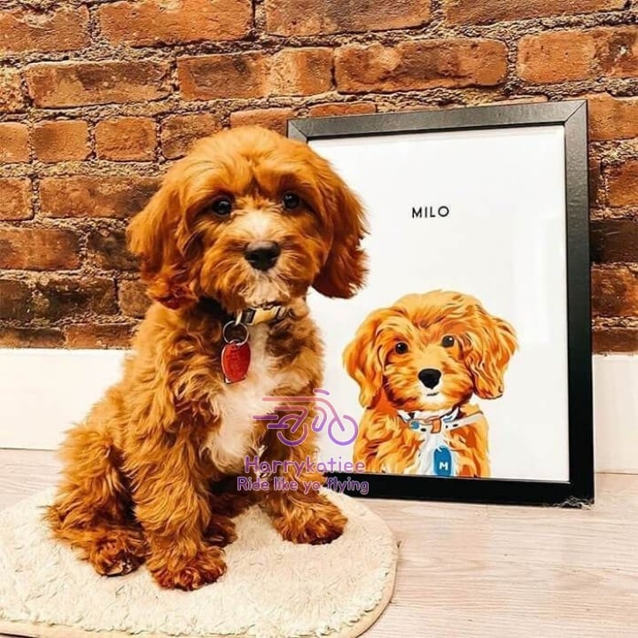 oluwasammyjay's tweet image. A boy can learn a lot from a dog: obedience, loyalty, and the importance of turning around three times before lying down
#dogsusa #usadogs #bestpet #petscorner #catsanddogsofinstagram #dailycutepets #petsofinstagram #petslife #puptweeter #cutedog #funnypetsvideos #doglove