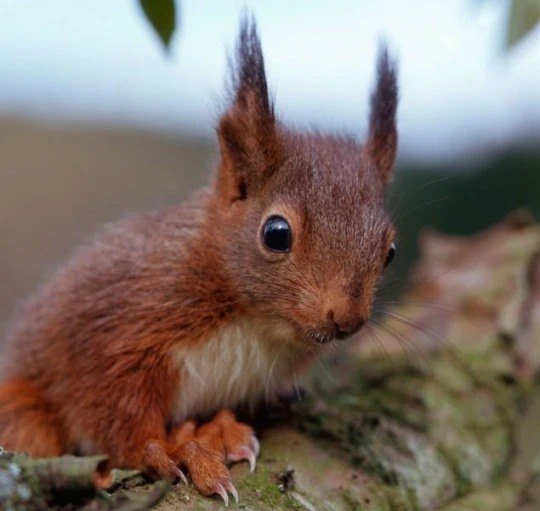 mikesimmo2's tweet photo. Pls help save squirrels🙏🙏🙏  regardless of color, each one is as special as the other, all so unique and cute in their own way. ❤️❤️❤️❤️🐿️🐿️🐿️🐿️ https://t.co/M9aWMVGGaS