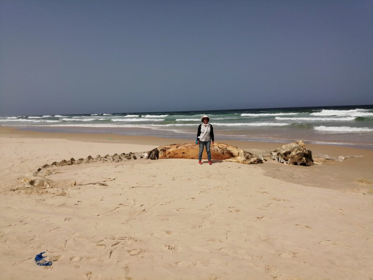 Patrice BREHMER tweet media