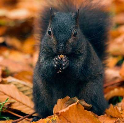 mikesimmo2's tweet photo. Pls help save squirrels🙏🙏🙏  regardless of color, each one is as special as the other, all so unique and cute in their own way. ❤️❤️❤️❤️🐿️🐿️🐿️🐿️ https://t.co/M9aWMVGGaS