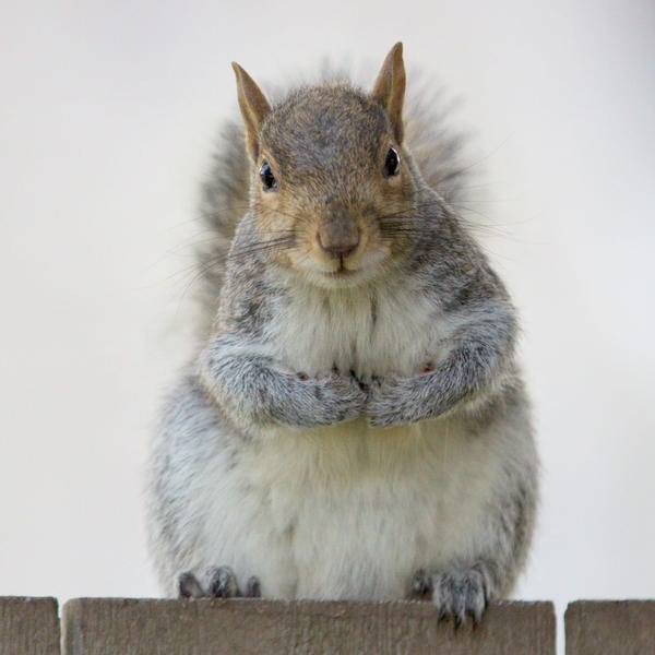 Pls help save squirrels🙏🙏🙏  regardless of color, each one is as special as the other, all so unique and cute in their own way. ❤️❤️❤️❤️🐿️🐿️🐿️🐿️