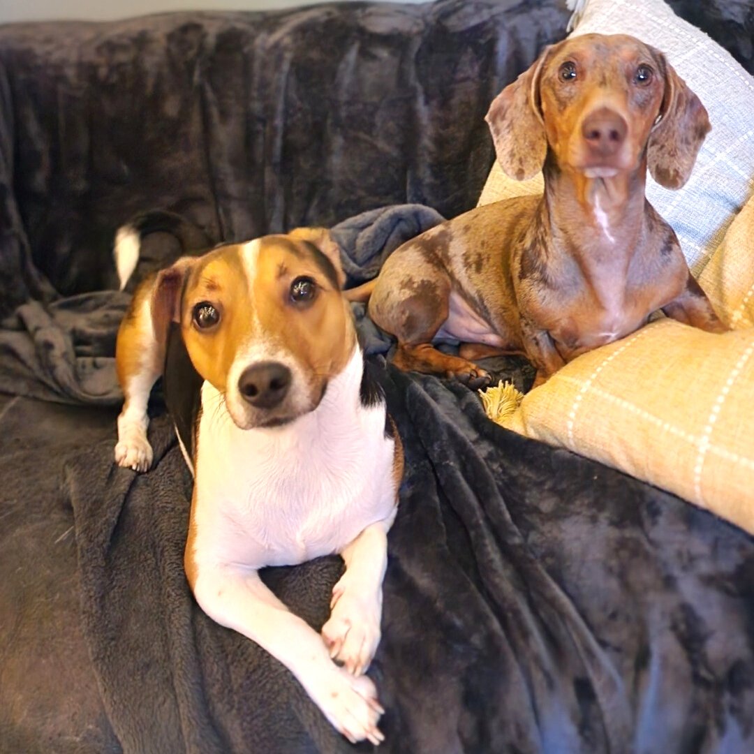 It's a battle of the cutest! Who will win? The dachshund or the Jack Russell terrier? 🐶🐶 #CutenessOverload #BothWinners #JRT #Dachshund #Icantchoose