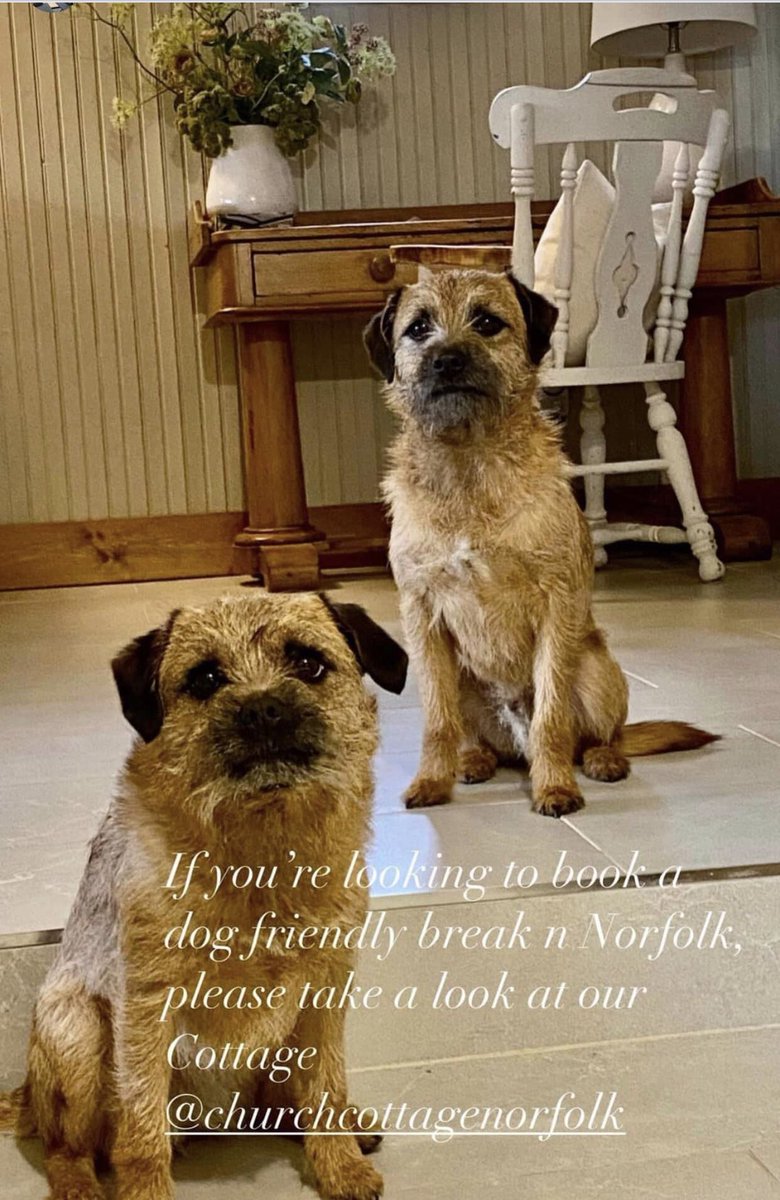 head2headbarber's tweet photo. Bring your dogs for a holiday or you can work from the cottage like Mabel does https://t.co/MT0nbEscVw #borderterriers #dogfriendlyholidays #cottagesbythesea https://t.co/ide1IbJhiv