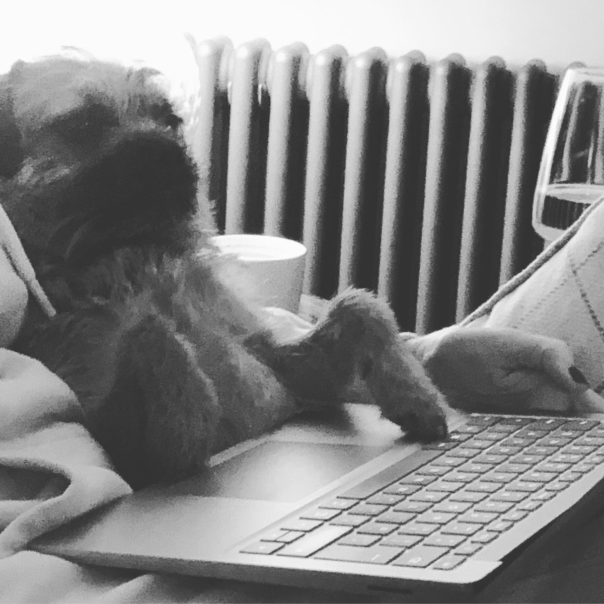 head2headbarber's tweet photo. Bring your dogs for a holiday or you can work from the cottage like Mabel does https://t.co/MT0nbEscVw #borderterriers #dogfriendlyholidays #cottagesbythesea https://t.co/ide1IbJhiv
