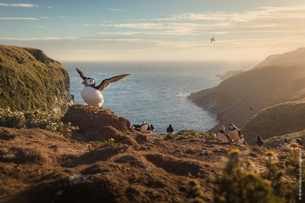 📣 Calling all nature lovers! 📷

#WildIsles brought us spectacular scenes from across the UK, but now we want to see our incredible wildlife through your eyes!

We're inviting you to share your favourite UK wild places with us - tweet your photos &amp; videos with #MyWildIsles!