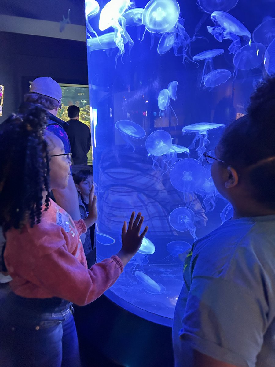 MsFitta's tweet photo. Our last 5th grade field trip was JAWsome!! 🦈 Not only did we get to walk through the aquarium, we also got to review all about ecosystems with a presentation from our tour guides. 🐠🐬🐳 https://t.co/hqsVN5u3dm
