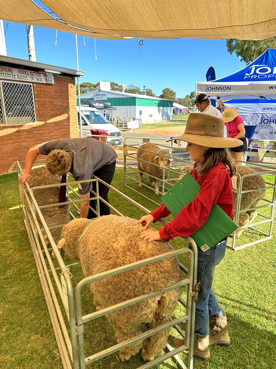 merino_wa's tweet photo. Appreciation, passion and knowledge about the Merino and our Wool Industry.

Junior judging enables this to be put into practice. Congratulations to everyone who entered @woolorama.

#wool #merino 
#startthemyoung #alwayslearning #merino #Wool #breeding #wagin #woolorama https://t.co/yYfnFYICol