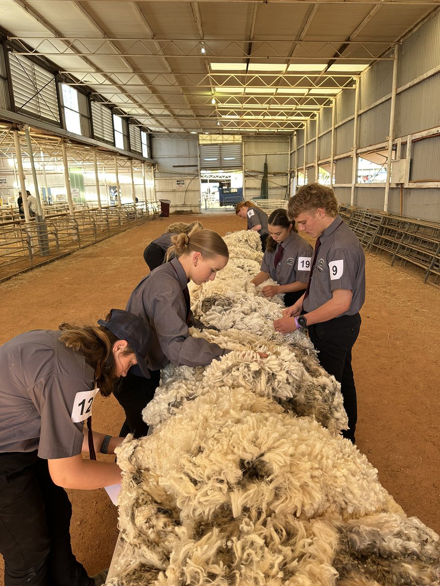 merino_wa's tweet photo. Appreciation, passion and knowledge about the Merino and our Wool Industry.

Junior judging enables this to be put into practice. Congratulations to everyone who entered @woolorama.

#wool #merino 
#startthemyoung #alwayslearning #merino #Wool #breeding #wagin #woolorama https://t.co/yYfnFYICol