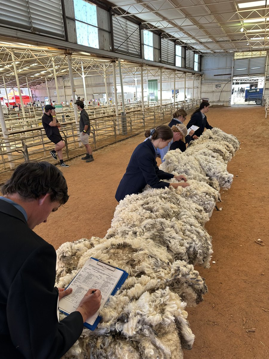 merino_wa's tweet photo. Appreciation, passion and knowledge about the Merino and our Wool Industry.

Junior judging enables this to be put into practice. Congratulations to everyone who entered @woolorama.

#wool #merino 
#startthemyoung #alwayslearning #merino #Wool #breeding #wagin #woolorama https://t.co/yYfnFYICol