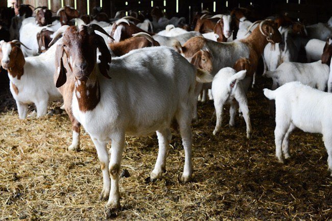KeebFreshFarms's tweet photo. (2/3): However, goat farming in Uganda faces challenges, including inadequate veterinary services, limited access to quality breeding stock, and poor market infrastructure. Despite these obstacles, farmers are working hard to improve the industry through innovative solutions. https://t.co/8PamHWKJnn