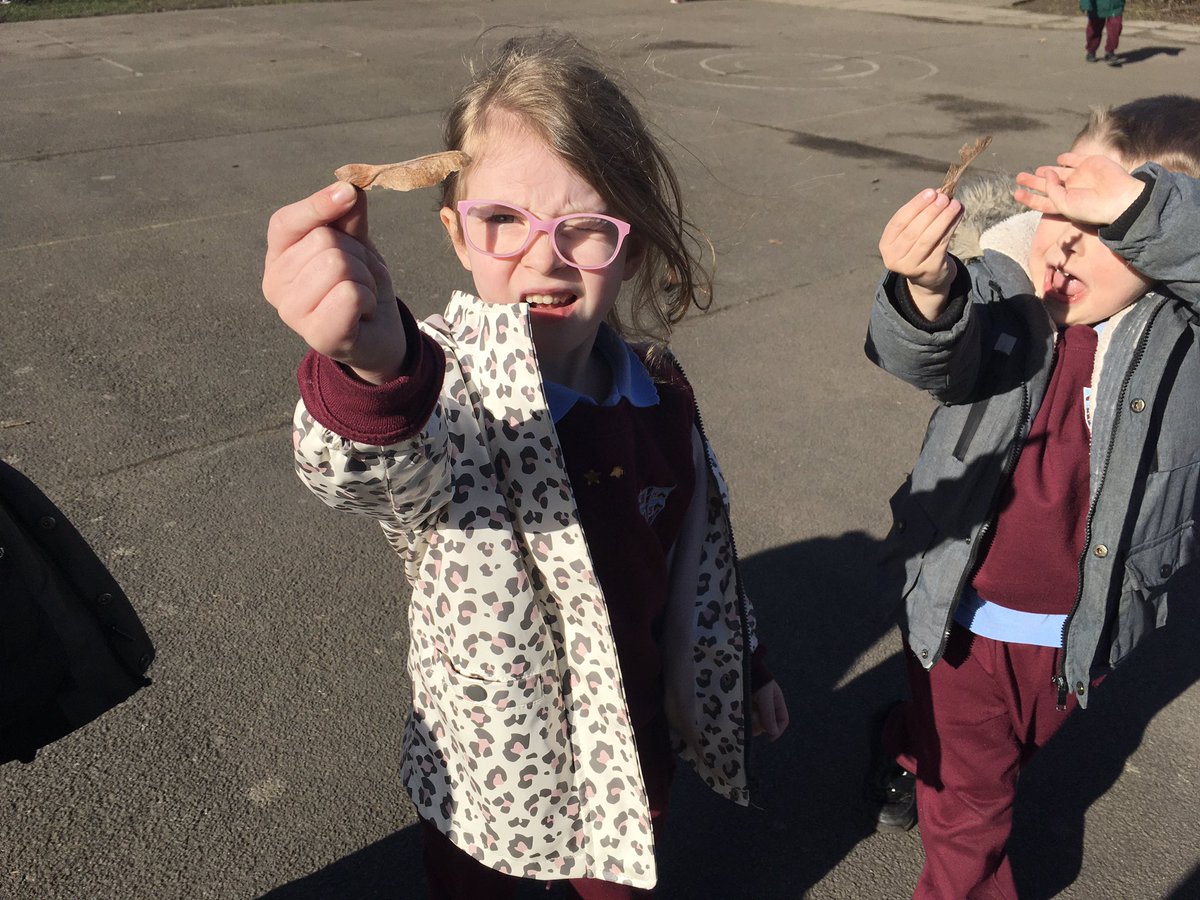 MrsPBHPS's tweet photo. #receptionbhps Seized the season by collecting sycamore seeds and threw them in different ways to see how they could make them spin @EAS_EarlyYears @BeaufortHillPri https://t.co/QjVXE0doPz