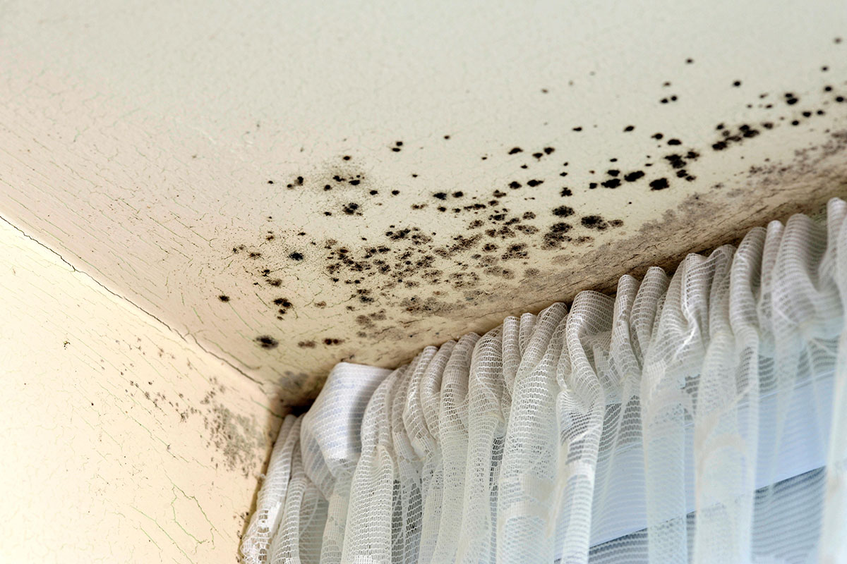 insidehousing's tweet photo. Councils find more than 1,100 private homes with dangerous levels of mould https://t.co/zwP1Kp8l4m #ukhousing https://t.co/h6xyTOQyIN