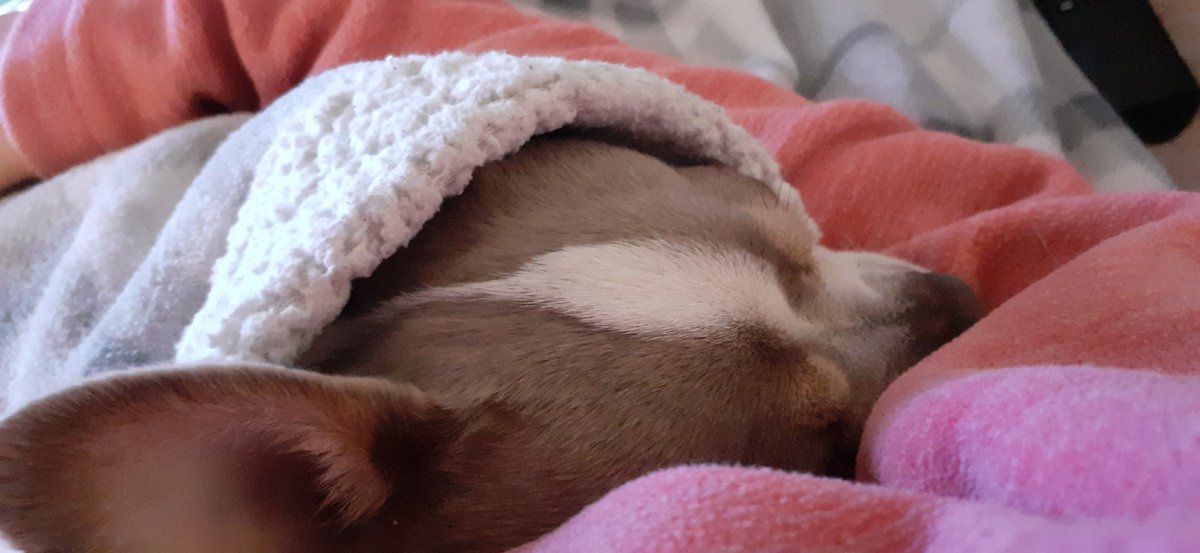 It is definitely a snuggling day, there is snow outside ❄❄❄#dogsoftwitter #chisquad #ZSHQ #snow