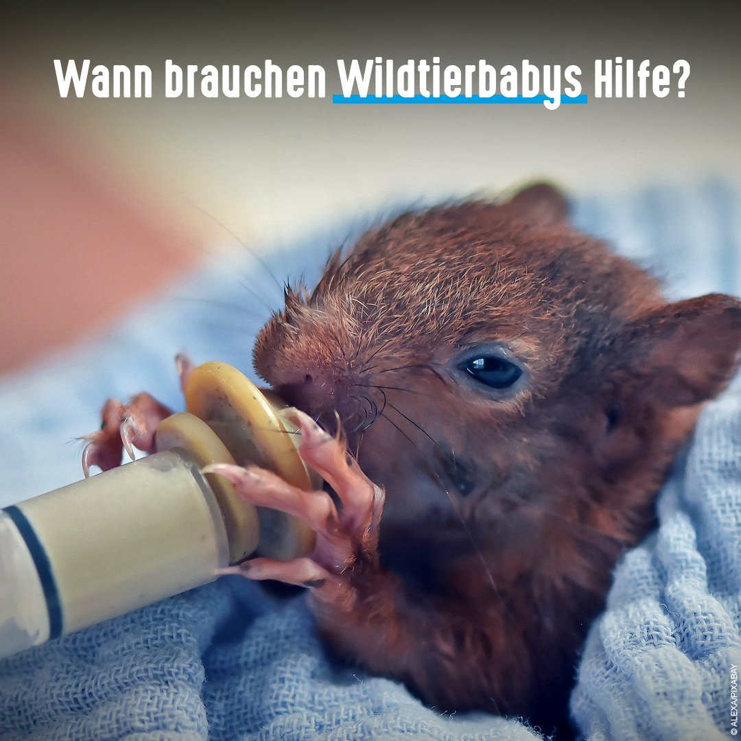 tierschutz_bund's tweet photo. Beobachtet einsam wirkende junge Wildtiere wie #Feldhasen erst aus der Ferne. Hilfe brauchen sie nur, wenn sie verletzt, geschwächt oder apathisch sind. Liegen nach einem Sturm z. B. #Eichhörnchen auf dem Boden, ruft eine Wildtierstation an.

Mehr Tipps 👉 https://t.co/Xrf4PomWqk https://t.co/71xD4myPvq