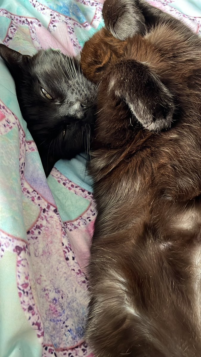 beejoliavintage's tweet photo. It’s my uni day - it’s too cold & Bug the #cat looks like he’s in need of #cwtches https://t.co/oPYDDYhXQE