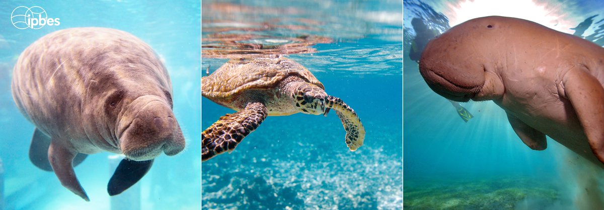 ¿Sabes cuáles son estos 3 animales? Y ¿qué tienen en común? 🤔

Los manatíes, las tortugas marinas y los dugongos son especies en peligro de extinción que utilizan las praderas marinas como principal fuente de alimento y zona de reproducción. 🌊🌿

— <a href="/BonnConvention/">Convention on Migratory Species (CMS)</a>