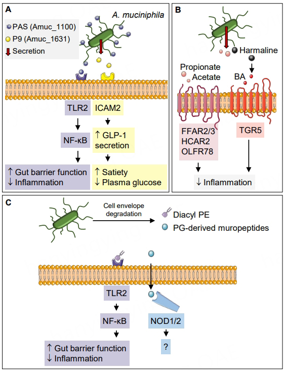 MicroResRep's tweet photo. 😍<Latest Publication> Mode of action of #Akkermansiamuciniphila in the #intestinal dialogue: role of #extracellularproteins, #metabolites and #cellenvelopecomponents.

🧐Authors: @AnneleenHS,  Willem M. de Vos

😘Dive into this engaging article at:
https://t.co/ZlCOtbAkMq https://t.co/8V5p01XTTV