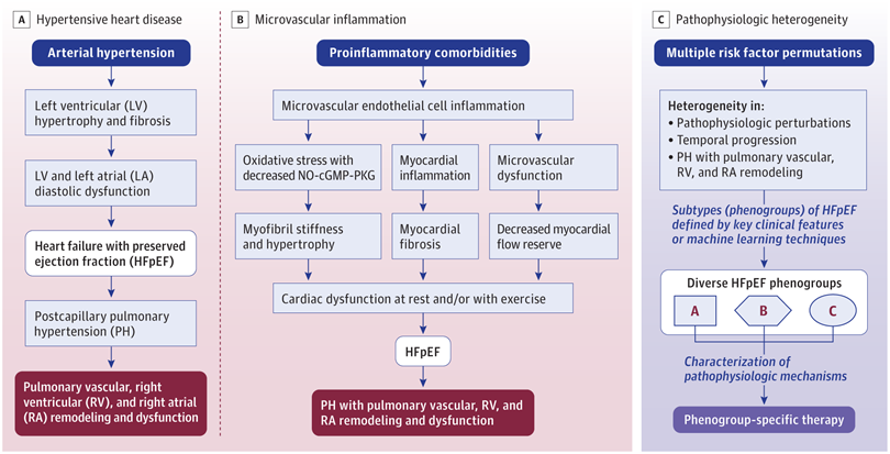 SeguraCardio's tweet photo. 📌Heart Failure With Preserved Ejection Fraction

A #Review in @JAMANetwork 

#CardioEd #CardioTwitter #HFpEF #JAMA https://t.co/vIjaWulx15