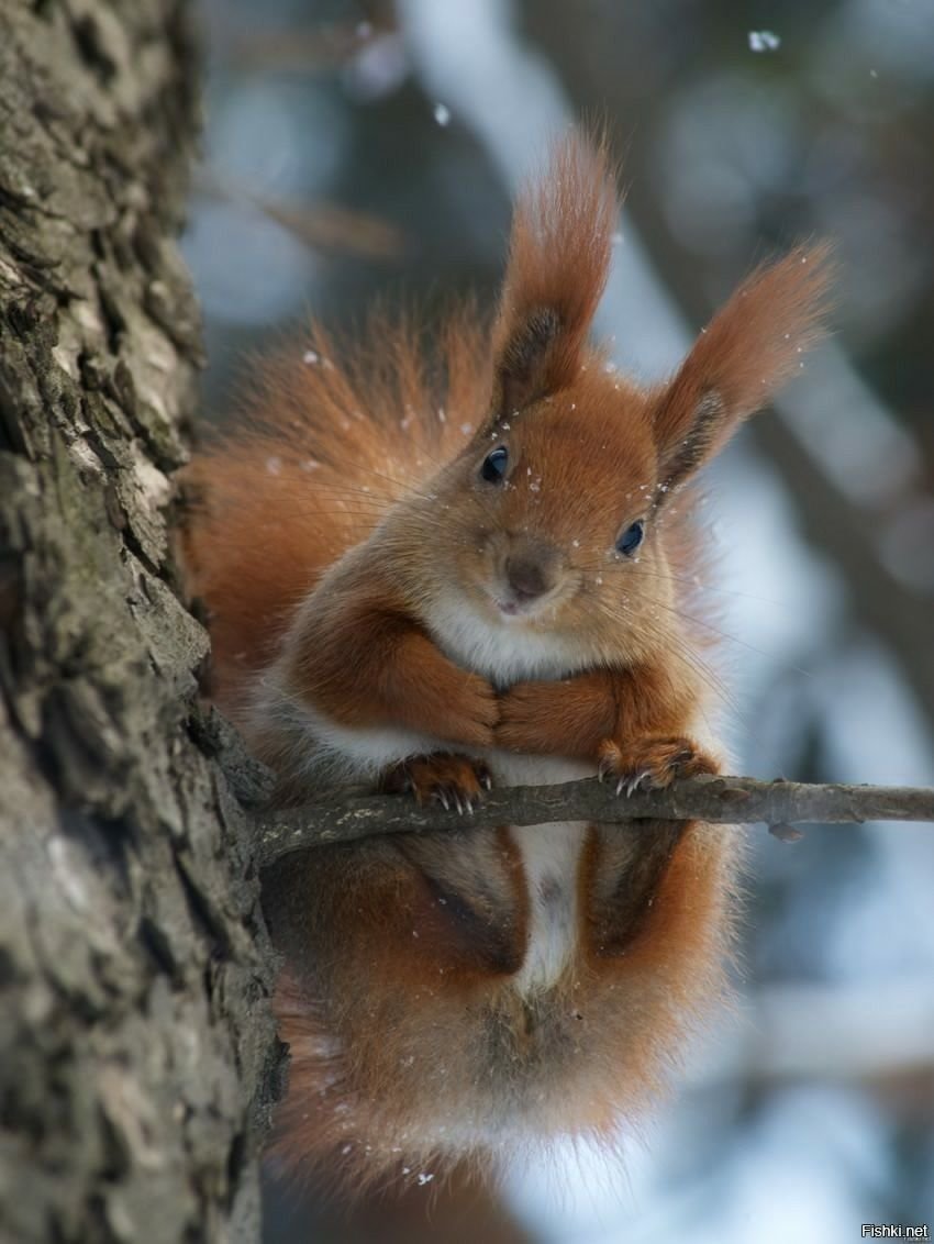 We can't ever have too many of these cuties 🐿️ agree??
