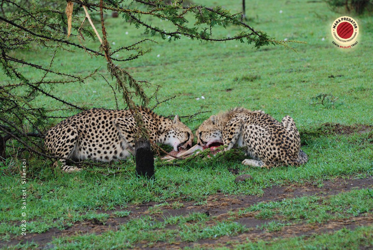 MaraPredator's tweet photo. Sila and her cub this morning feeding on an Impala fawn in Olare Motorogi Conservancy. https://t.co/Fr6pL0uh5x