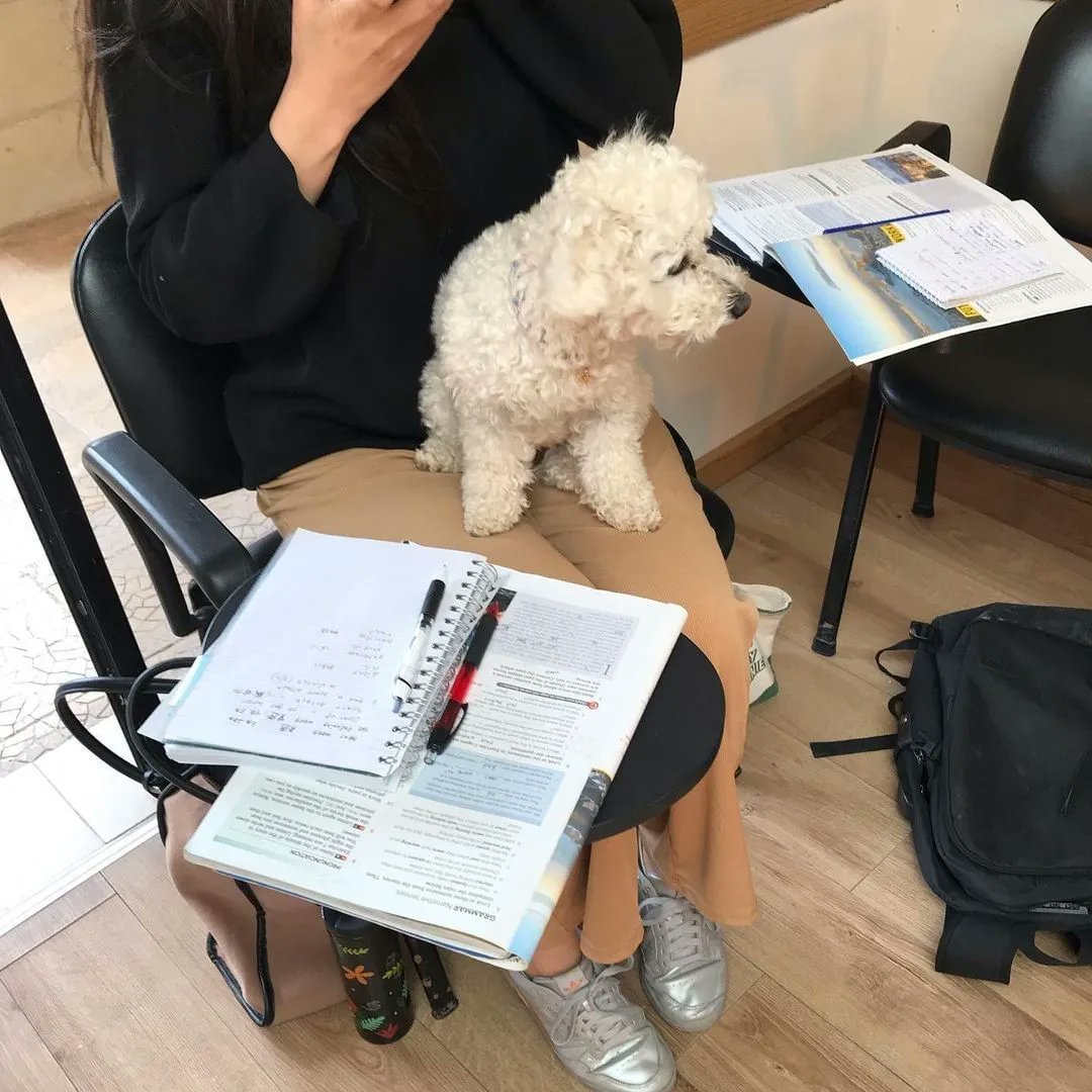 Sprachcaffe's tweet photo. No English class will keep our puppy from getting an "A"🐶 #studyhard #partyhard #sprachcaffe #learnenglish #maltalove #studyingenglish #puppylove #languageschools #friend #malta2023 https://t.co/EvCcibSU1b