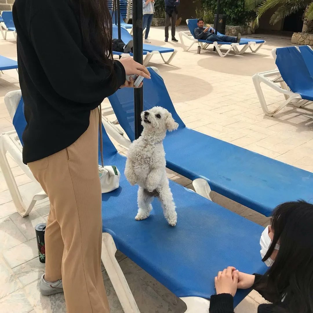 Sprachcaffe's tweet photo. No English class will keep our puppy from getting an "A"🐶 #studyhard #partyhard #sprachcaffe #learnenglish #maltalove #studyingenglish #puppylove #languageschools #friend #malta2023 https://t.co/EvCcibSU1b