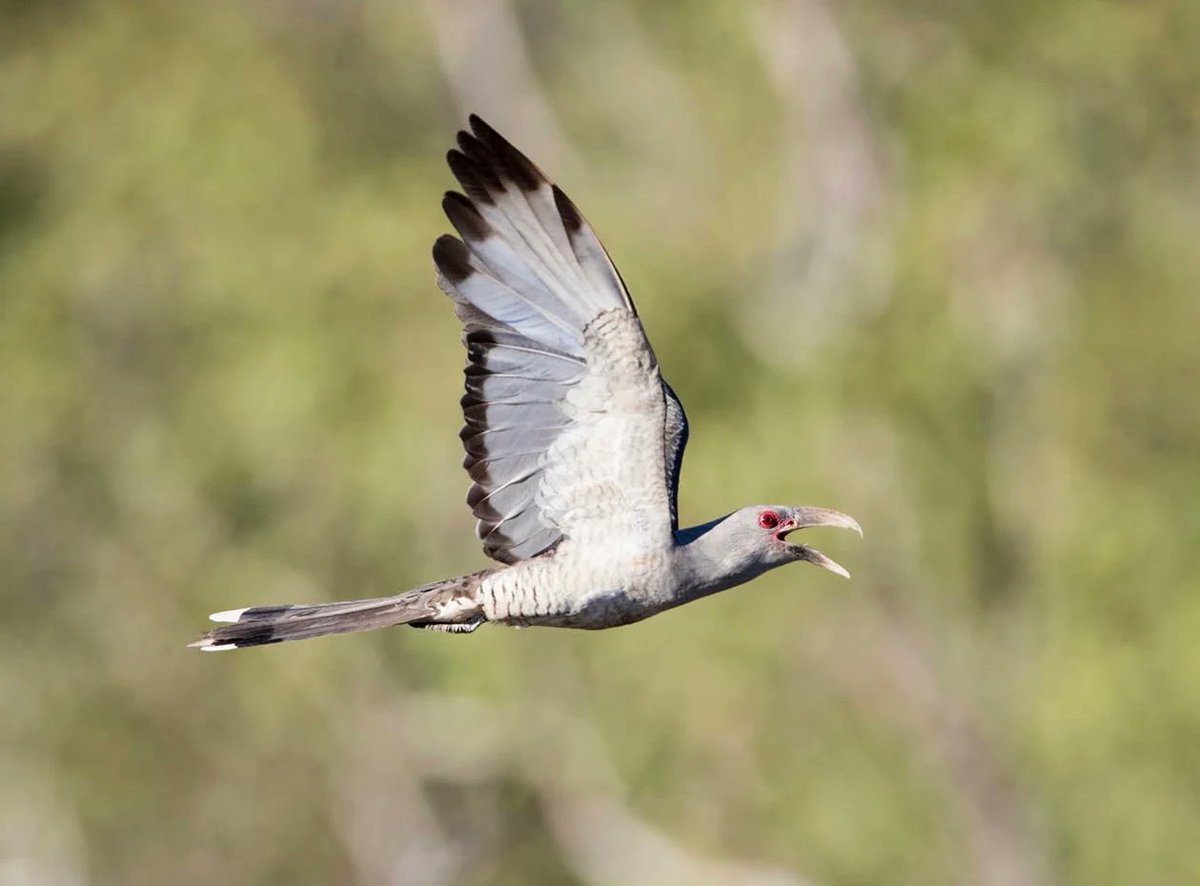 Return of the Storm-bird/Kurrakurraja.
Edited text of my paper at the 30th Annual Conference of the Society of Ethnobiology, at the University of California at Berkeley in March 2007.
thenorthernmyth.com/2017/11/19/ret…
#Ethnobiology
#ethnoornithology
#birds #cuckoos @TheNorthernMyth #birds