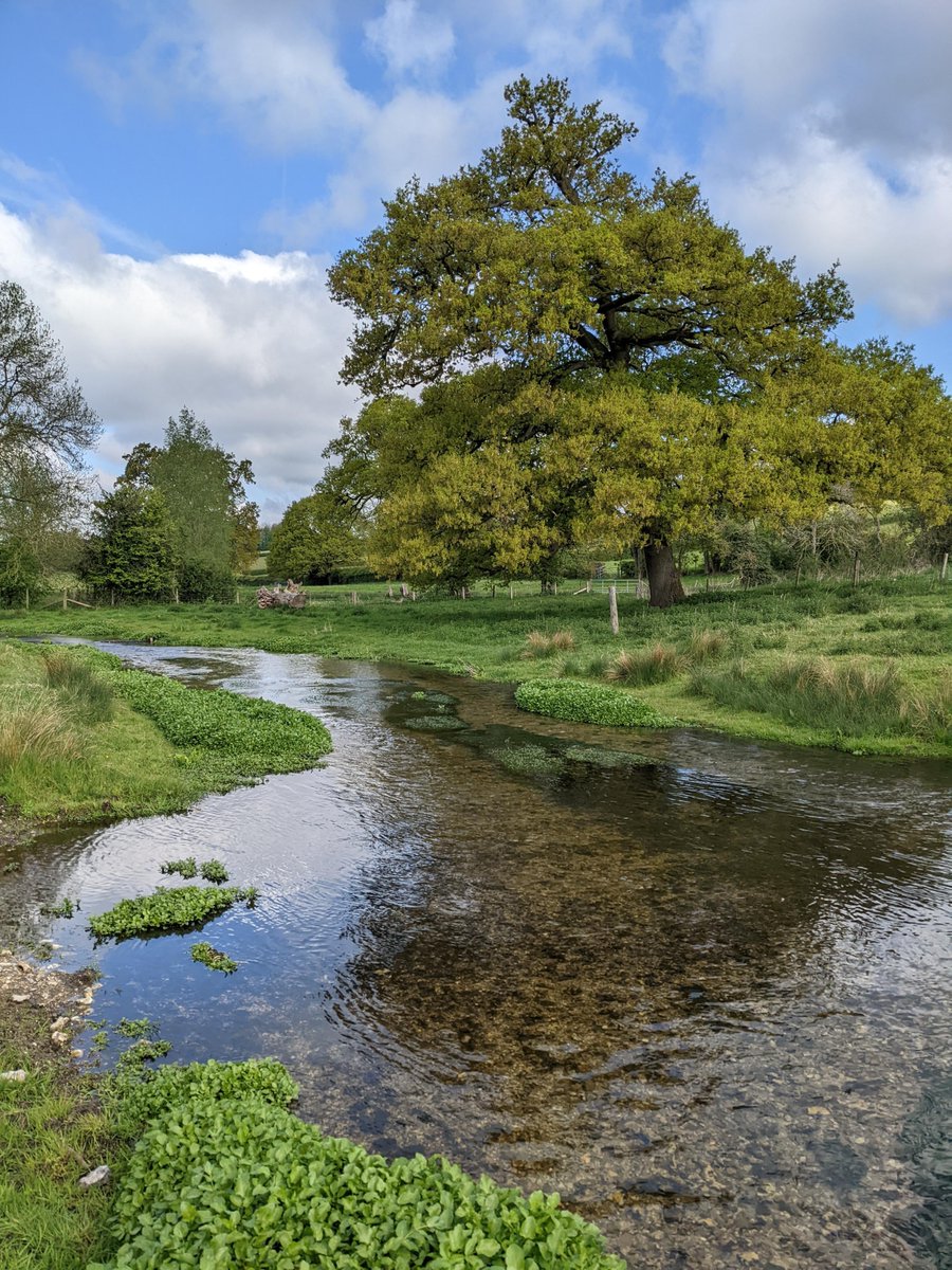 ChilternSociety's tweet photo. Win a day of guided fly fishing for TWO on the #RiverChess, Latimer to Chenies beat. The competition closes at 9am, Fri 31 Mar. Our thanks to Chess Valley Anglers Ltd for their generous donation. More info, T&Cs & to enter: https://t.co/ZsEwNKBO6l
#chilterns #AONB #competition https://t.co/DhsjDlcn00
