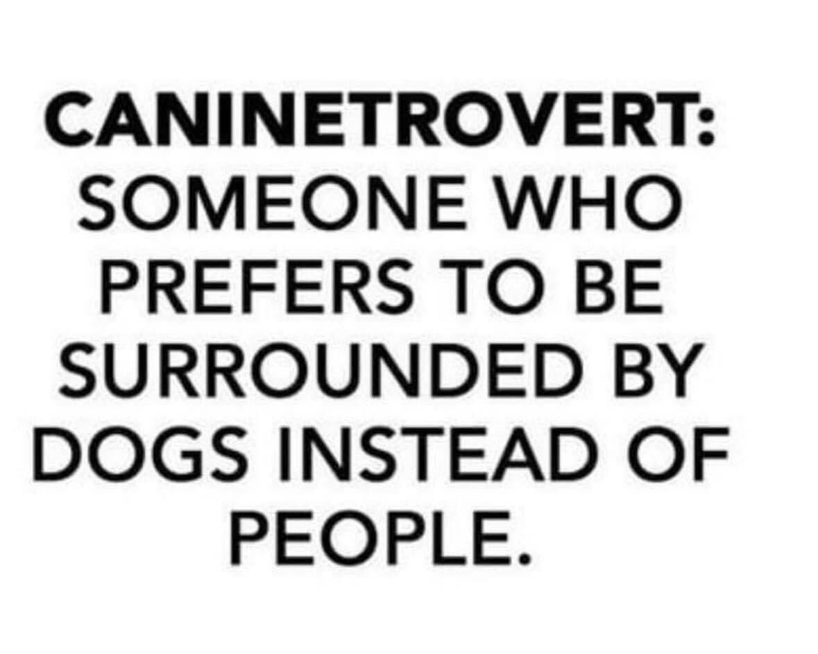 preciousdoggo's tweet photo. I never knew there was a word for that π πΆ
Who else is caninetrovert? π
#dogs #doggo #dog #caninetrovert #doglovers #doglife #dogowners #dogsoftwitter https://t.co/S5IIC5KpSK