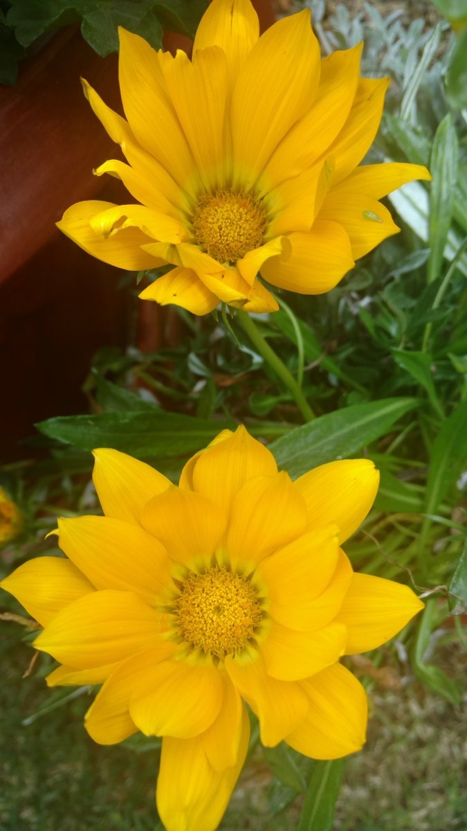 IleanadeMontes's tweet photo. Buenos días, les deseo un hermoso día. https://t.co/iNqMnX5TPw