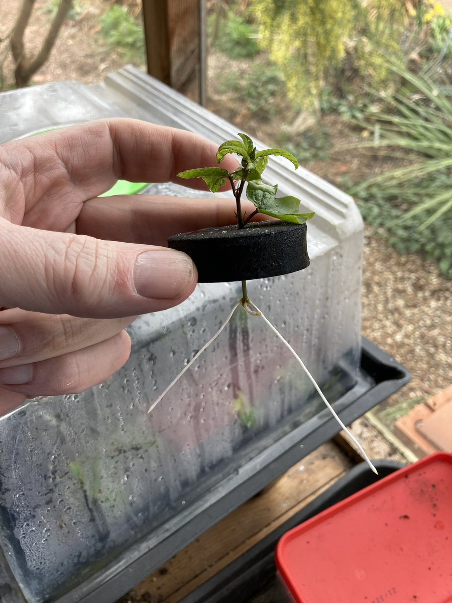 Devsubtropgdn's tweet photo. Just 19 days after striking  #passiflora ‘Constance Eliott’ cuttings in the #hydropod with heat &amp; additional light 3 have been potted on while one came out after 15 days &amp; is growing on. First P ‘Sapphire’ cutting potted after 14 days &amp; one more starting to root. It’s like magic! https://t.co/rFSem6fQNu