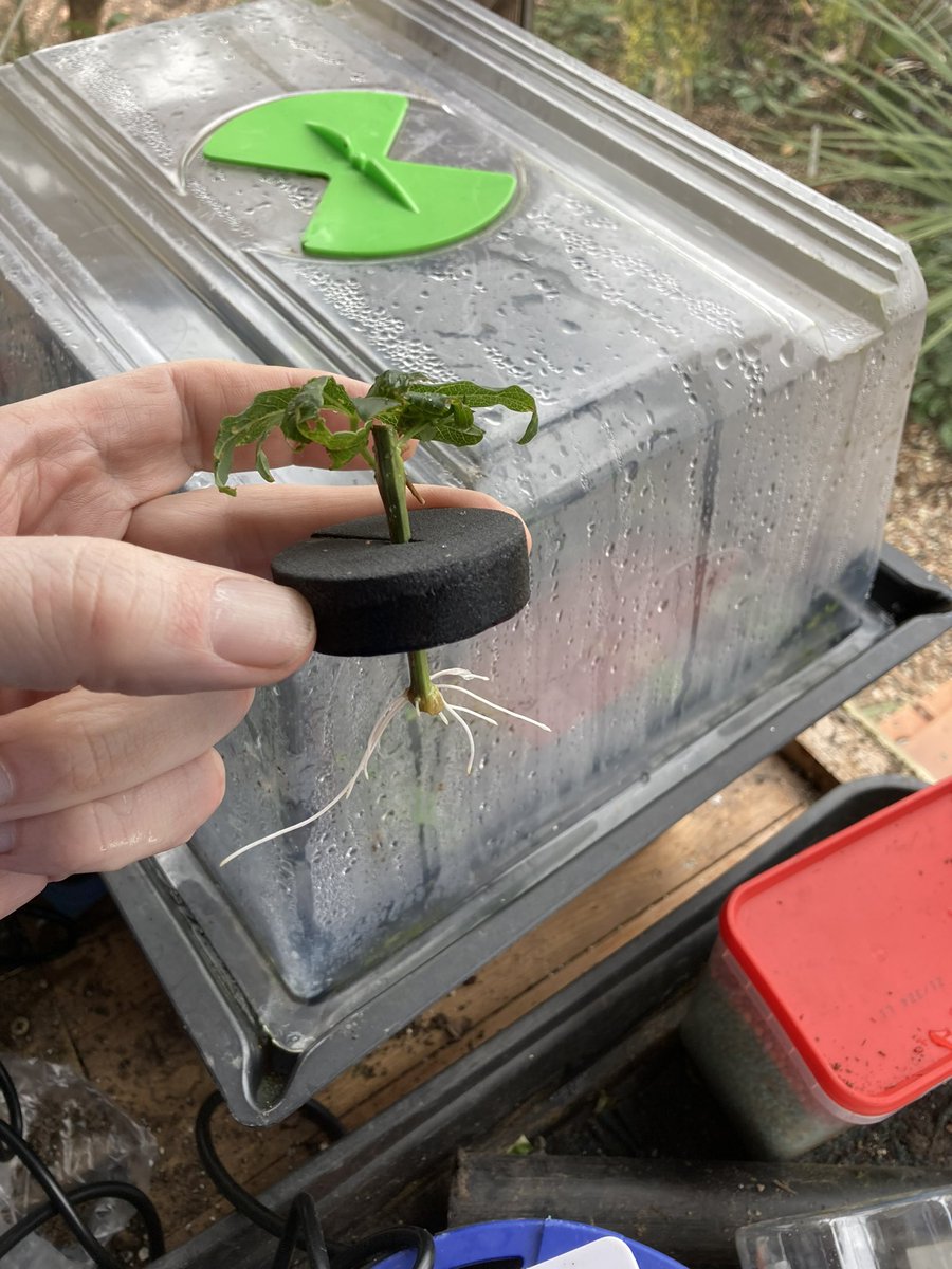 Devsubtropgdn's tweet photo. Just 19 days after striking  #passiflora ‘Constance Eliott’ cuttings in the #hydropod with heat &amp; additional light 3 have been potted on while one came out after 15 days &amp; is growing on. First P ‘Sapphire’ cutting potted after 14 days &amp; one more starting to root. It’s like magic! https://t.co/rFSem6fQNu