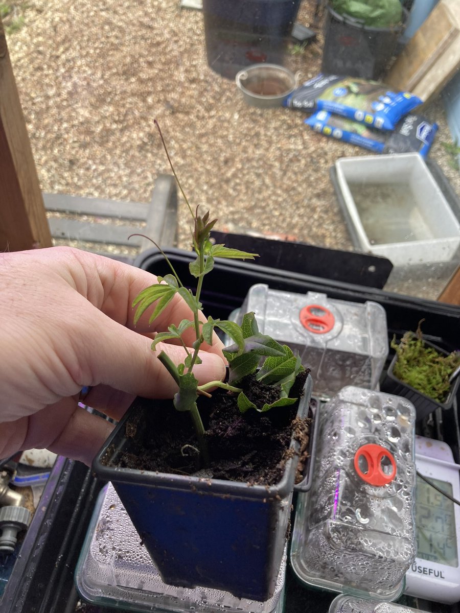 Devsubtropgdn's tweet photo. Just 19 days after striking  #passiflora ‘Constance Eliott’ cuttings in the #hydropod with heat &amp; additional light 3 have been potted on while one came out after 15 days &amp; is growing on. First P ‘Sapphire’ cutting potted after 14 days &amp; one more starting to root. It’s like magic! https://t.co/rFSem6fQNu