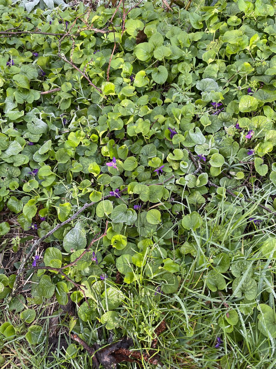 lucigosling's tweet photo. Wood violets begin to peep out in Wanstead Park. #springontheway https://t.co/EcEQZIyK5M