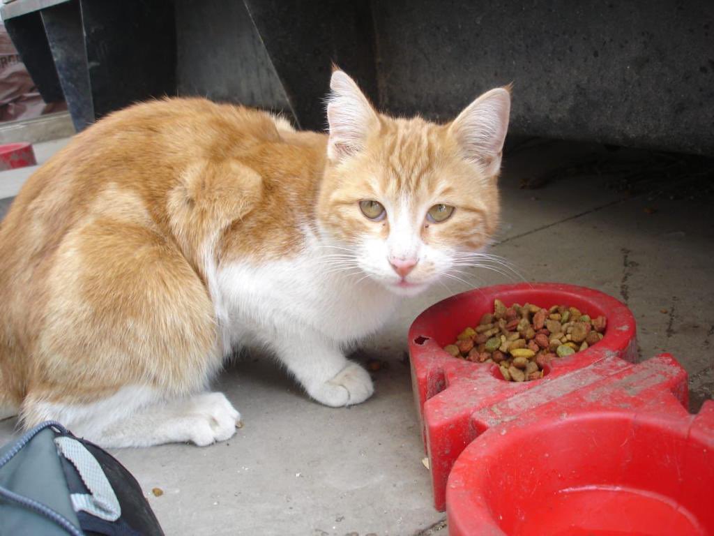 🐱🐶KAMPÜS PATİLERİMİZİN MAMA KONUSUNDA YARDIMINIZA İHTİYACLARI VAR
Bildiğiniz üzere üniversiteler uzaktan eğitime geçti. Bu yüzden kampüsümüz eskisi kadar kalabalık değil hatta maalesef eskiye göre boş… Bu yüzden de normalde yemekhaneden topladığımız yemeği artık toplayamıyoruz
