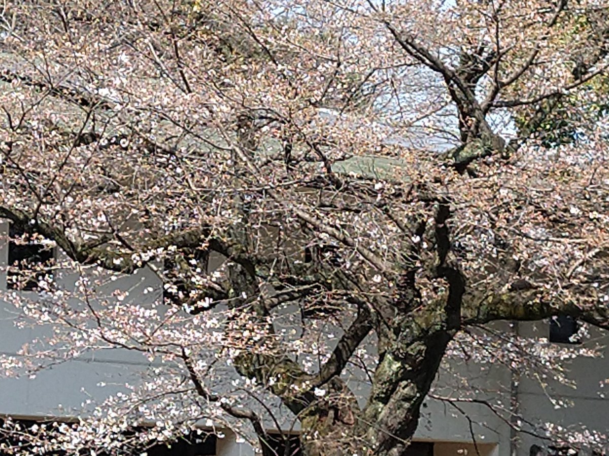 k3itano's tweet photo. 自然教育園前の桜が開花しました。 https://t.co/kYkHf0UvaB