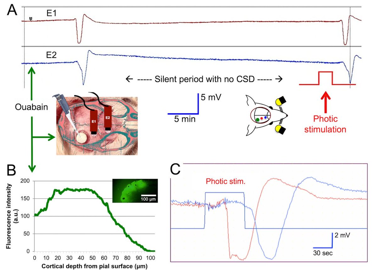 ChrStaehr's tweet photo. 🔦Visual stimulation triggers #SpreadingDepolarization (SD) upon inhibition of the Na,K-ATPase with #ouabain: https://t.co/TjmoIIM7CJ
The study highlights the implication of the Na,K-ATPase in #migraine with #aura (&amp; other conditions associated with SD).

Credit @hanalioglu et al https://t.co/EMUlhy3y26