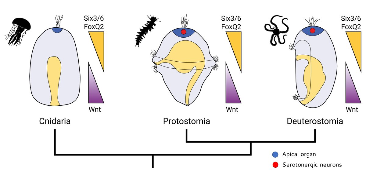 Apical organ development is controlled by an anterior network (aGRN) composed of early repressive interactions between vegetal Wnt and animal Six3/6 and FoxQ2, which drive downstream apical organ genes. Many of the same genes are expressed in the vertebrate brain too!
3/10