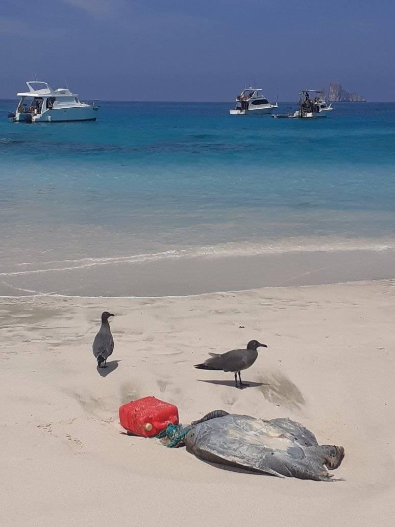 Una #TortugaMarina enredada con un cabo a un recipiente plástico es capta muerta en la playa #CerroBrujo en la isla #SanCristobal #Galapagos. Una imagen más que evidencia el impacto de la #ContaminacionPlastica en la vida marina. 📷: Withman Cox, guía naturalista