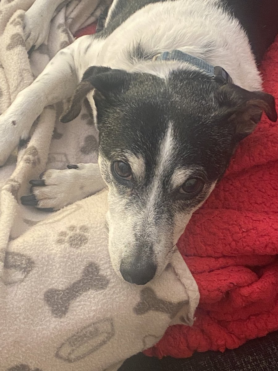 jack the jack russell terror (@russell_terror) / Posts / X