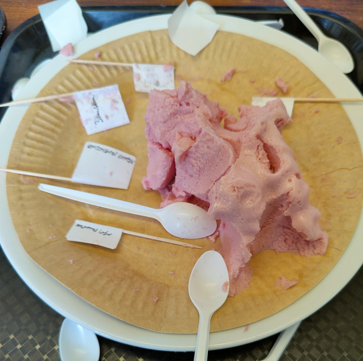 DownsideScience's tweet photo. It's British Science Week and the 4th form are having a Brain Week! We've got a sheep's head demonstration dissection, we've got jelly mousse brains for labelling, pupils are prodding, reacting and connecting on lots of brainy activities in their science lessons
#BSW2023 https://t.co/Xy8Bz1ZWCv
