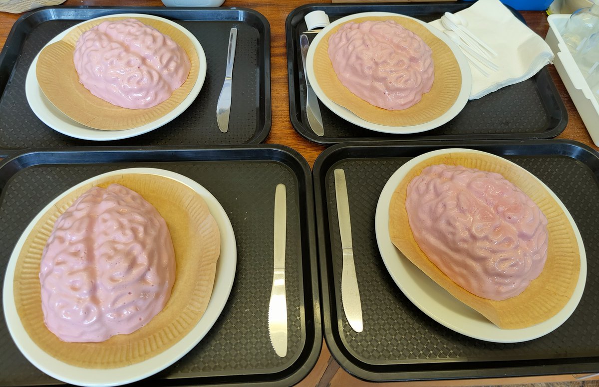DownsideScience's tweet photo. It's British Science Week and the 4th form are having a Brain Week! We've got a sheep's head demonstration dissection, we've got jelly mousse brains for labelling, pupils are prodding, reacting and connecting on lots of brainy activities in their science lessons
#BSW2023 https://t.co/Xy8Bz1ZWCv