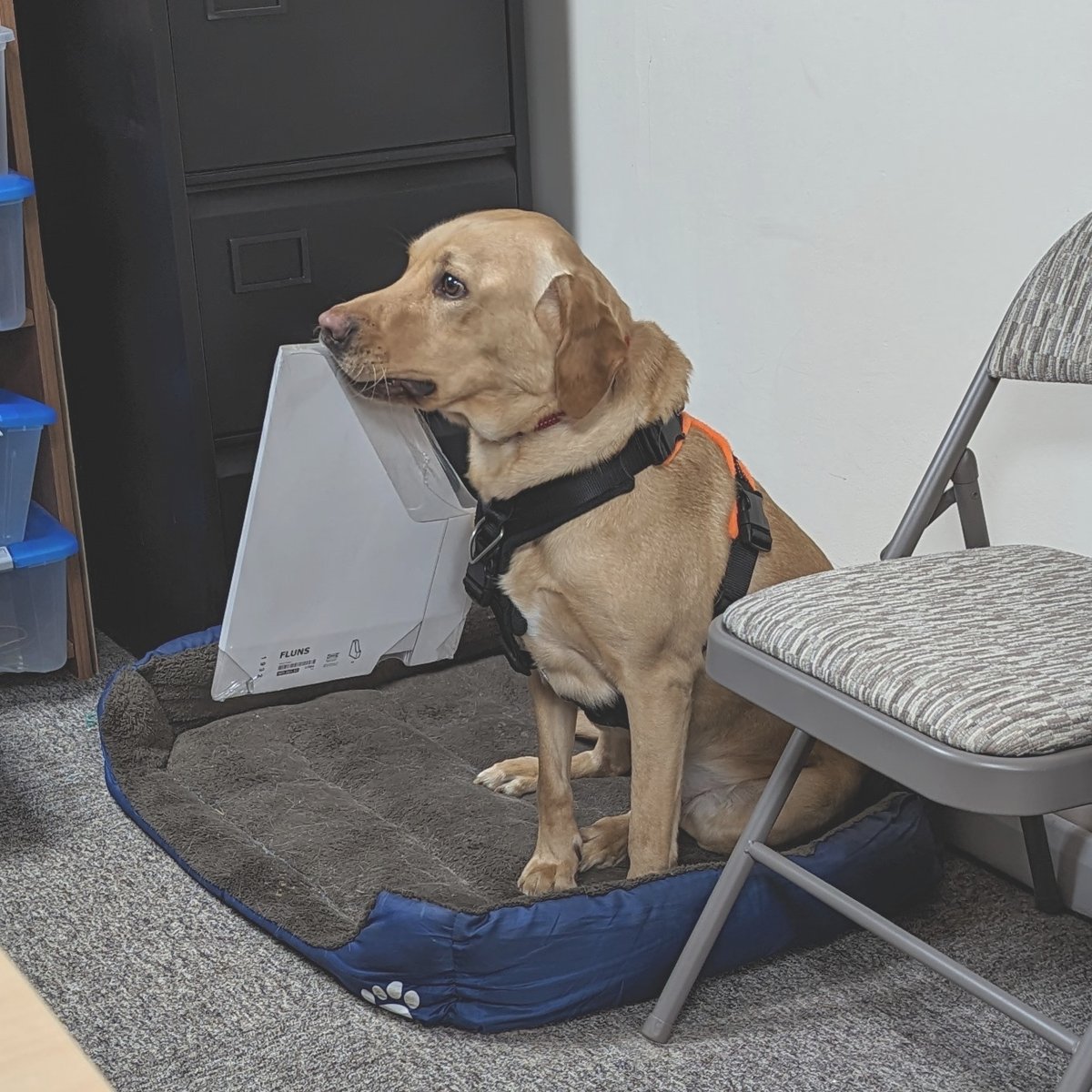 ...and today, Indy is helping with the filing 😂! #workshopassistant #paperwork #toolboxtalk #officedog #labrador #doglover #dogsoftwitter #humpdaymotivation