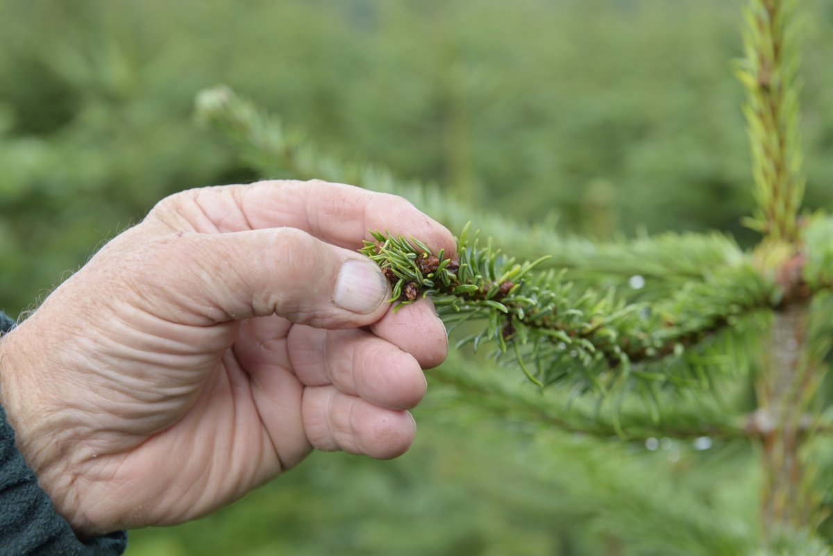 To help create a typical Christmas tree appearance, we’re removing certain buds, this helps the tree thicken, then nature takes over. #ChristmasTreeFarm #Somerset #LangfordLakes #LangfordBudville