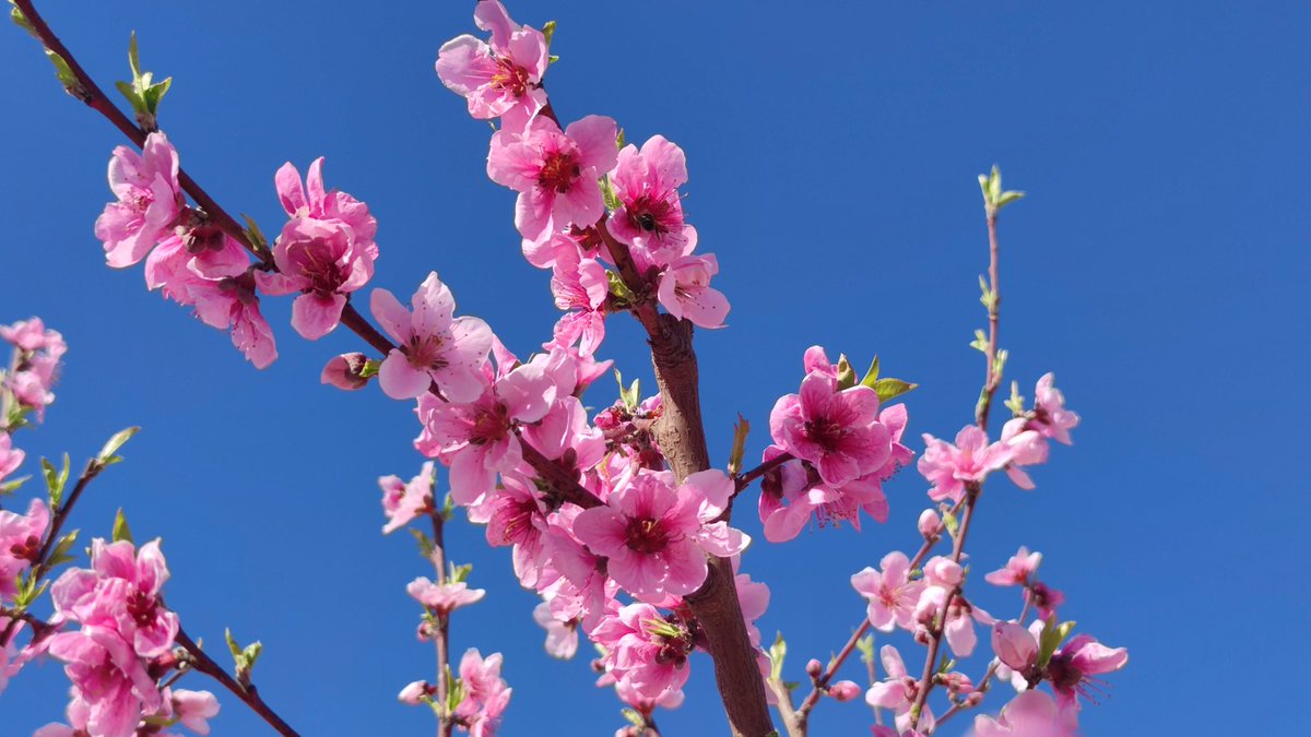 miglucas305's tweet photo. Sobrevolamos la #floración de #Yechar en #Mula #RegiondeMurcia en este día de #Marzo2023 con sol y #cielosazules. @la7tele @La7Noticias @Isabelscribano @jacobpetrus_tve @ElTiempoA3 @ElTiempo_tve @tiempobrasero @SomosMeteo @MeteoChatSE @MeteOrihuela @bbcweather @METEOMULA https://t.co/2jQlJfiTtn