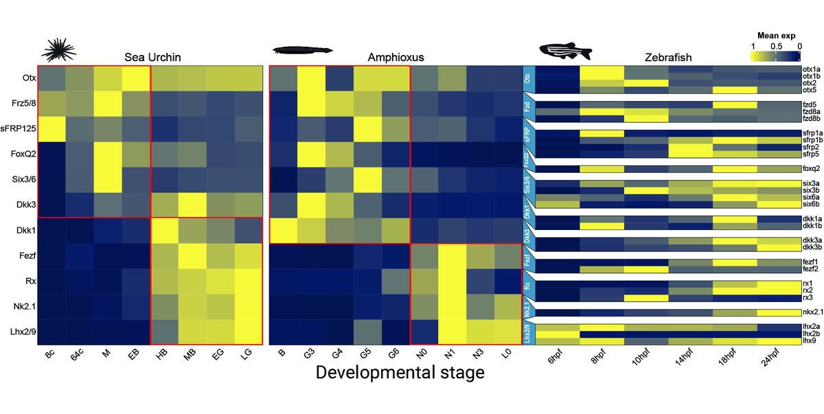 By comparing published scRNAseq datasets we find a biphasic activation of aGRN genes in sea urchin and amphioxus but in not zebrafish, where FoxQ2 is missing and the other markers are expressed later in the hypothalamus. This supports aGRN conservation in deuterostomes.
5/10
